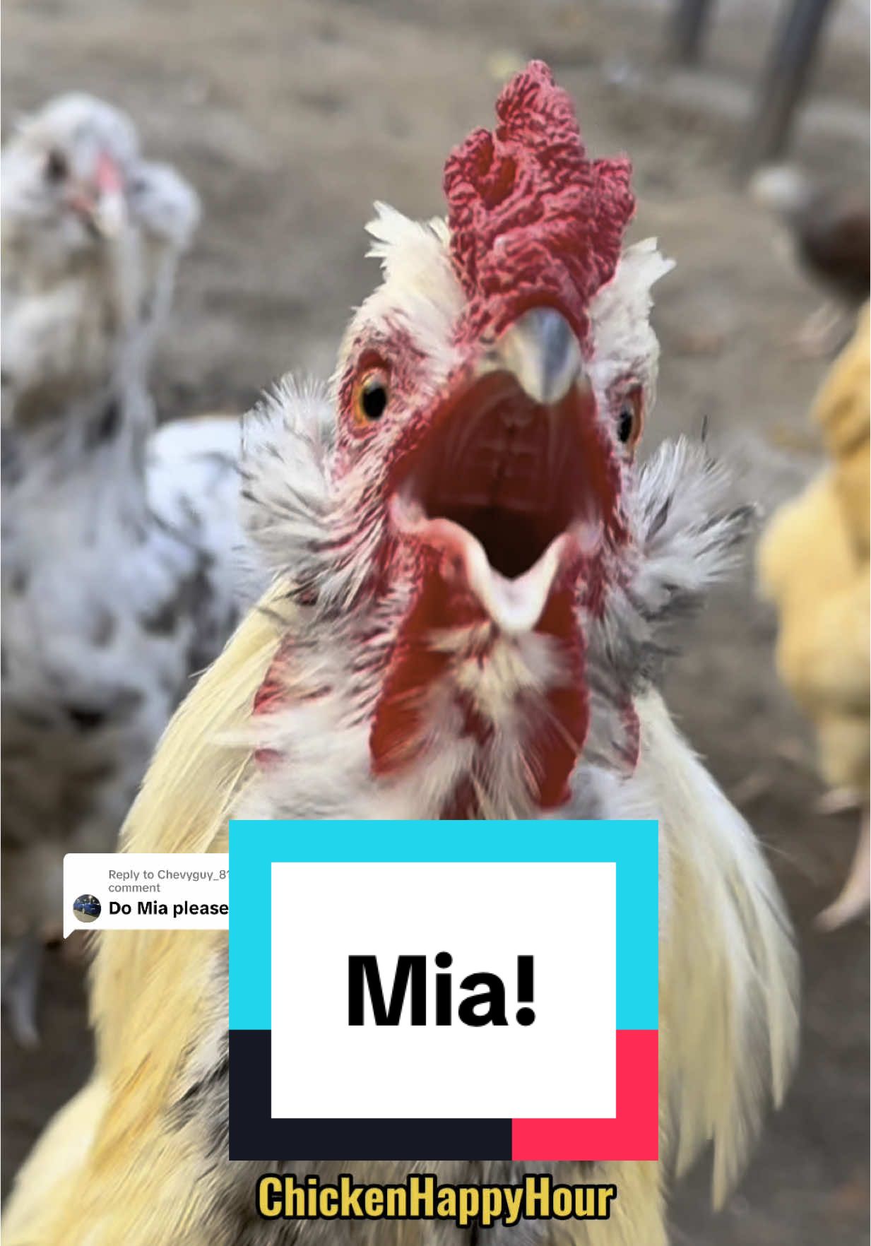 Replying to @Chevyguy_81 MIA IS #MIA ‼️👀 #mi #maria #amelia #emilia #memesdaily #chickens #rooster #chickenhappyhour 