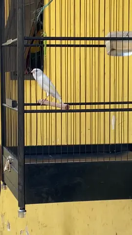 Loper putih enak ##storyburungkicau #kenarimaniaindonesia #kicaumaniaindonesia #kenarigacor #gantangkenari 