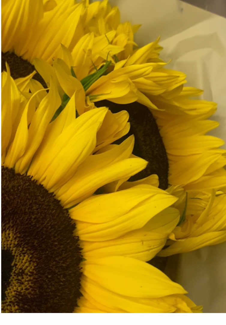 💛🍋🌼🌻✨ #flores#fyp 