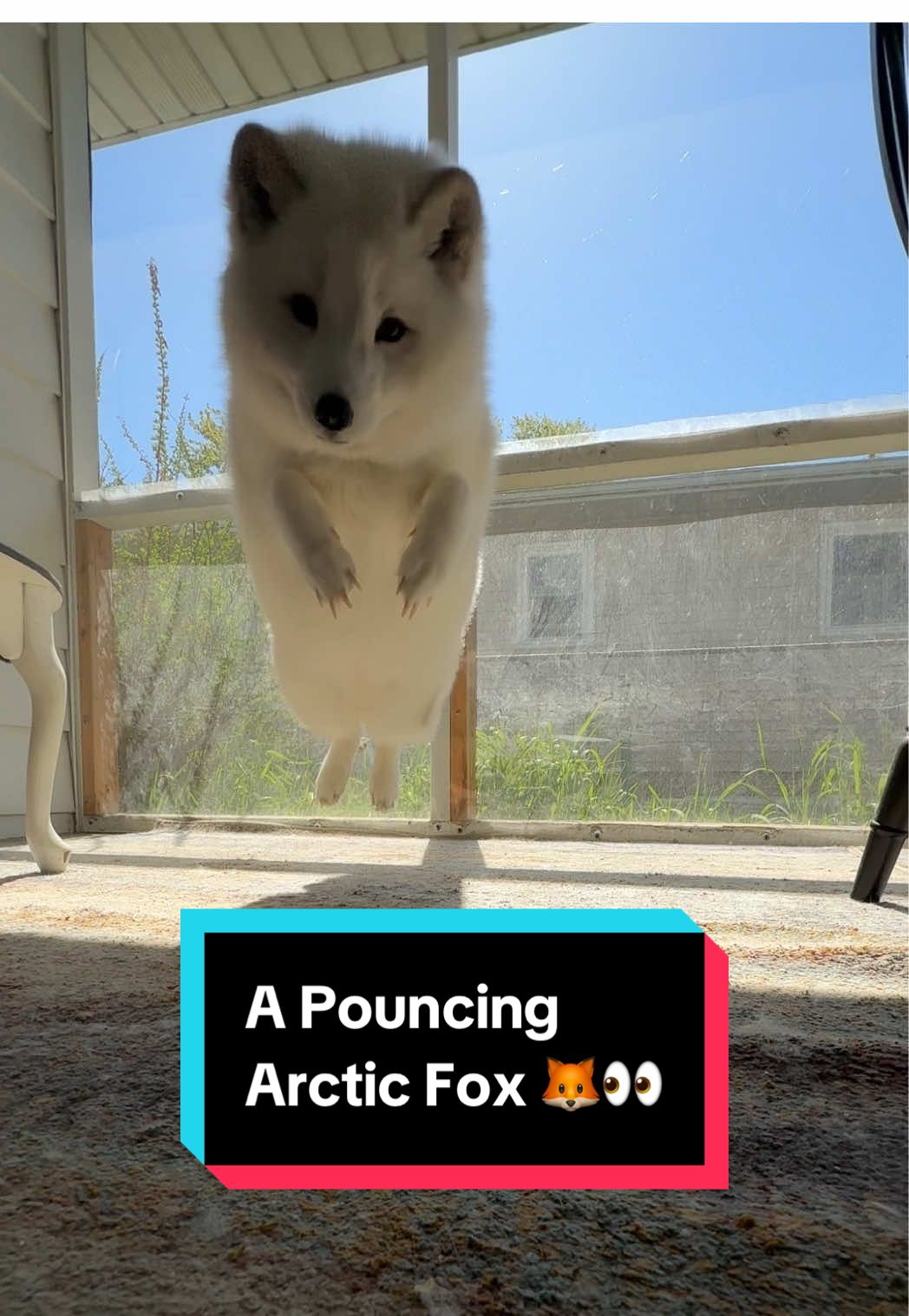 Aku & his fox pounces will never get old 🥹🦊♥️ #foxpounce #fy #arcticfox #fox #fyp 