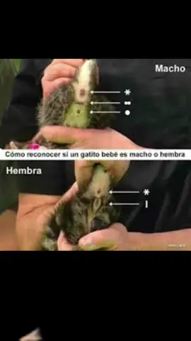 Cómo saber si mi gatito es macho o hembra #vet #veterinaria #mascotas #gato #fy #fyp #paratii 