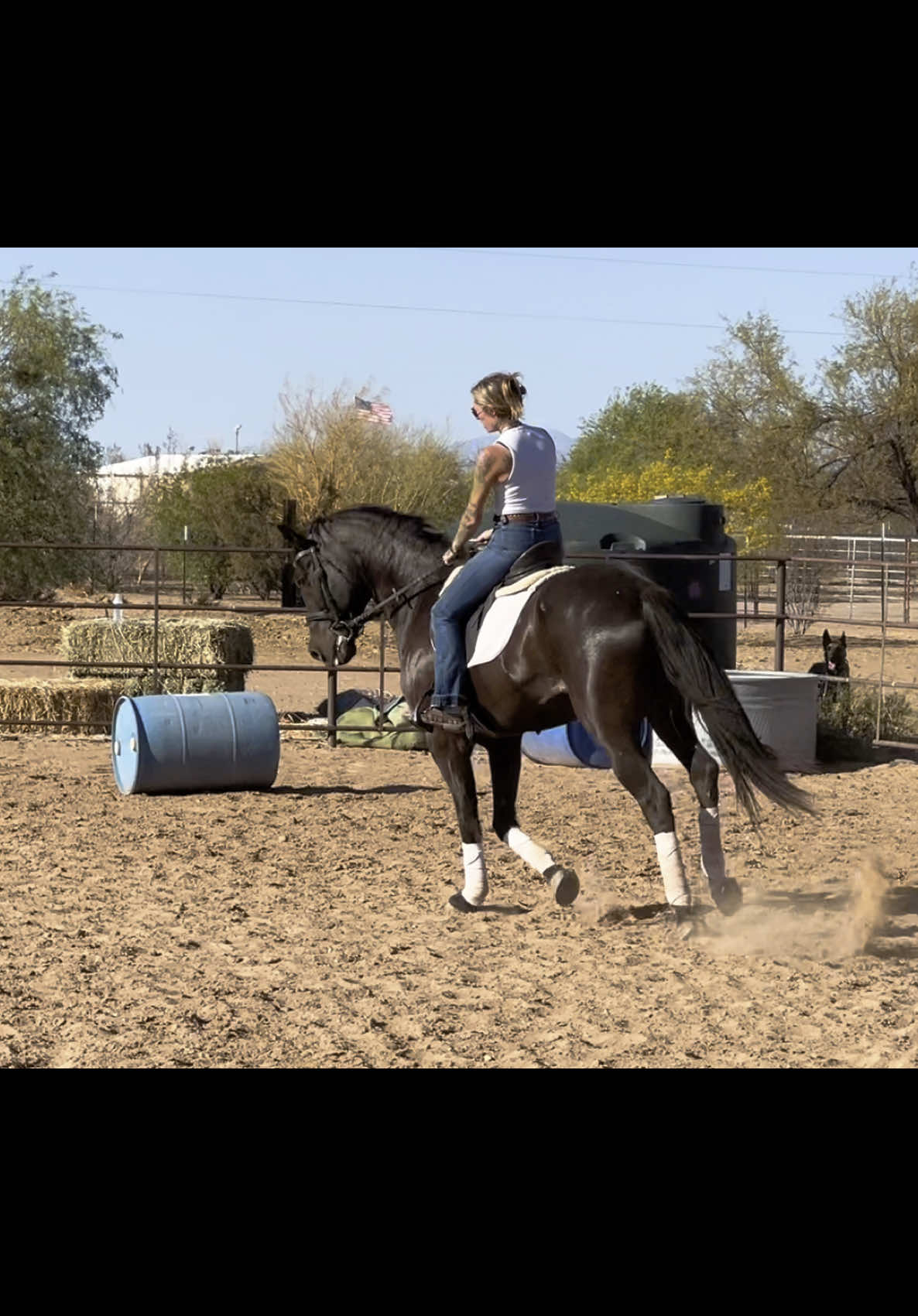 Salem is available! #1111equine #horsesales #forsale #friesian #dressage #dressagehorse #friesianhorse 