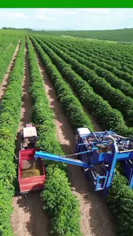 Colheita café ☕ 2025! #cafe  #agro  #sustentabilidade  #colheita 
