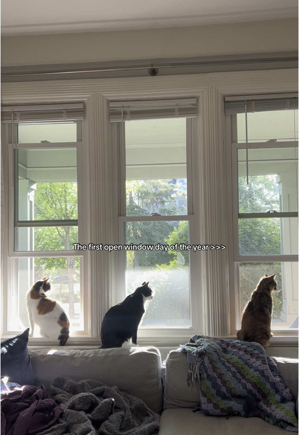 They love it so much 🥹🐈🐈‍⬛ #springtime #warmweather #sunnyday #catsoftiktok #lizzymcalpine @lizzy 