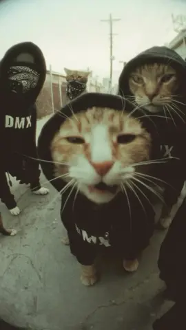 Catriders 😅 #cat #dmx #ai 