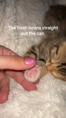 #beans #toebeans #kitten #sleepy #baby 