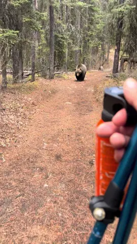 First grizzly encounter! Hiking up a trail in Banff and this fella started wandering towards me. Followed me for about 5 minutes until he stopped at a stream. Safe to say, a few bricks were shat.