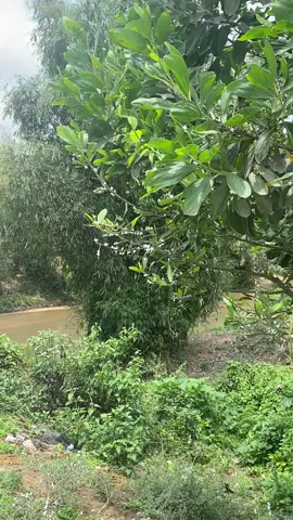ဘာကောင်လဲ?အနားမှာရောက်ရင်လူပေါ်ခုန်တက်တယ်🥹