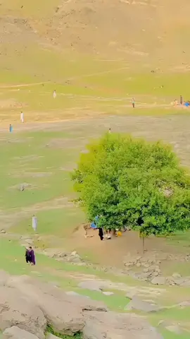 bulbul la waya salamona 🥀#🤗🥀 #farhadraza111 #pleaseunfrezzemyaccount #pyppppppppppppp #viwesproblem #newtrending #sound #foryoupage❤ #foryoupage❤ 