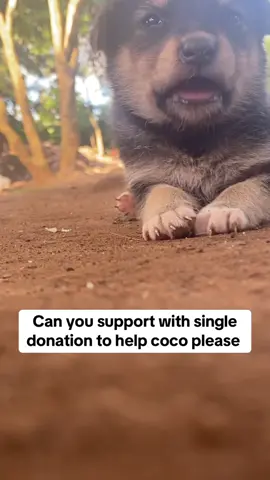 DONATE IF YOU LOVE DOGS PLEASE 