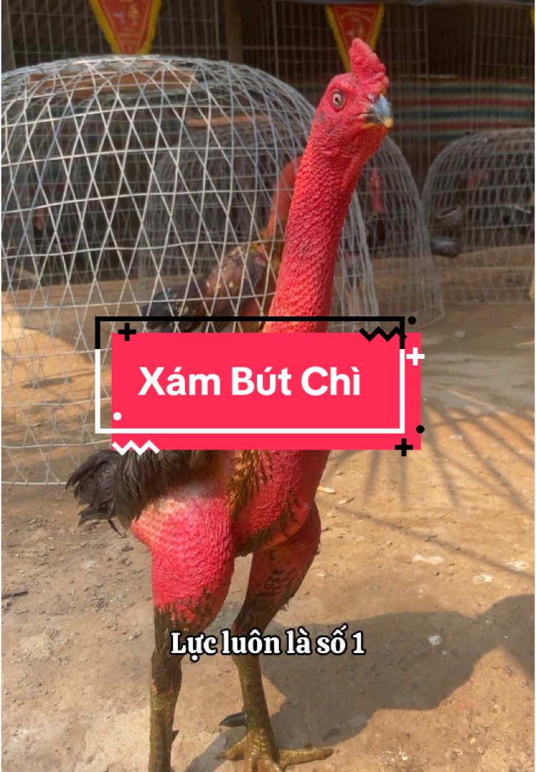Mùa này cứ nước lã với chè mà ph.an.g ae tin hay không thì tuỳ.. Mỗi người một cách nuôi riêng .. Cứ đảm bảo sức khoẻ tốt nhất là được#xuhuongtiktok2024☘️🍀♥️ #xuhuongtiktok2024☘️🍀♥️ #gà #gàchọiviệtnam #gàchoivietnam🇻🇳 #xuhuongtiktok2023♥️☘️ #gà_chọi_việt_nam❤️ #gà_chọi_việt_nam #xu #xuhuongtiktok 