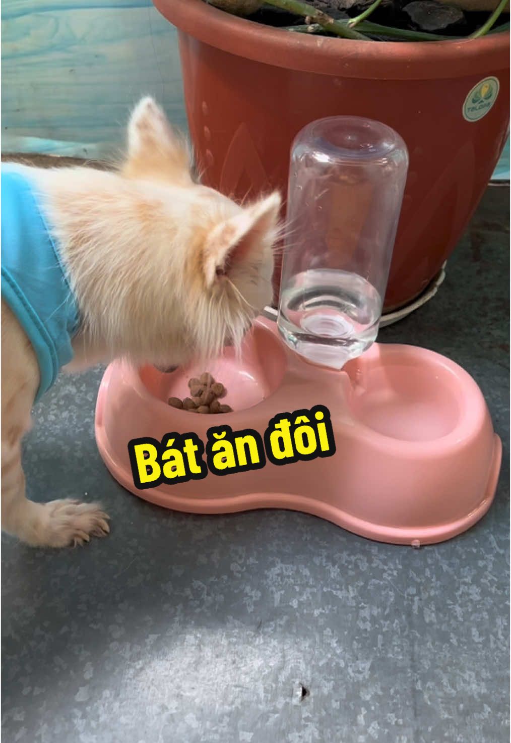 Bát ăn 2 ngăn tiện lợi dùng được cho cún lẫn mèo #thucung #chomeo #trend #dog #aochomeo #batdungthucanchomeo 