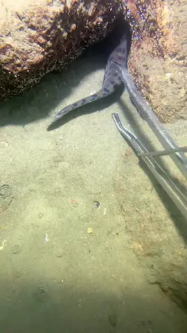 #oceanexploration #deepsea #catchseafood #beach #nature