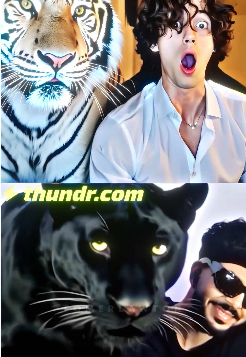 Tiger vs Panther 😳