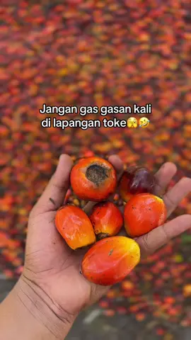 Meluncurrrr teruss harga🤣 #fyp #kulisawit #xyzbca #sawitriau #brondolansawet 