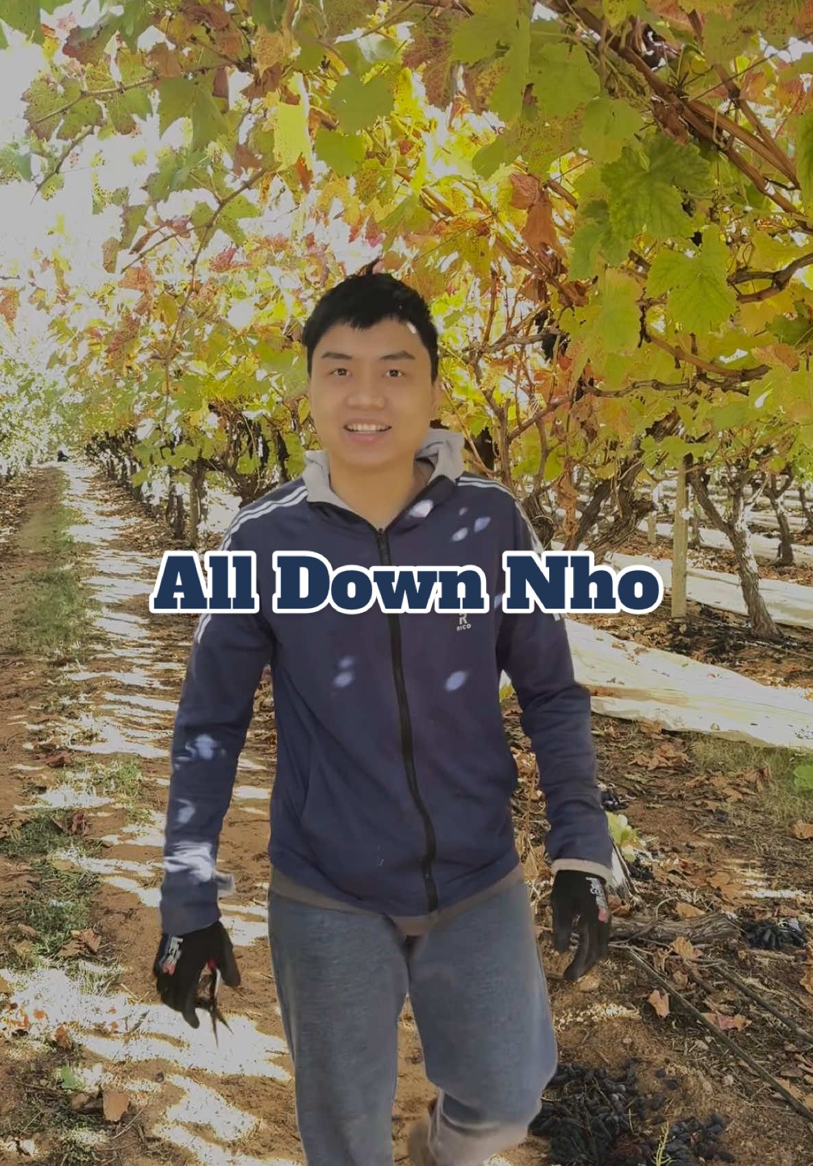 Những ngày cuối cùng mùa nho #visa462 #workingandholiday #xuhuong #grape #mildura 
