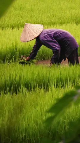 Ca dao, tục ngữ không chỉ là lời ăn tiếng nói của cha ông, mà còn là kho tàng văn học dân gian đặc sắc, phản ánh sâu sắc đời sống – từ lao động, đạo đức đến văn hóa người Việt. Câu ca dao ‘Ai ơi bưng bát cơm đầy, dẻo thơm một hạt đắng cay muôn phần’ – không chỉ nói về hạt gạo, mà là lời nhắc nhớ về giá trị của sự biết ơn và trân trọng. #vietnam #viral #YeuVanHoa #xuhuongtiktok #ReelsVietNam #cadaotucnguvietnam #cadaotucngu #vanhoahayqua 