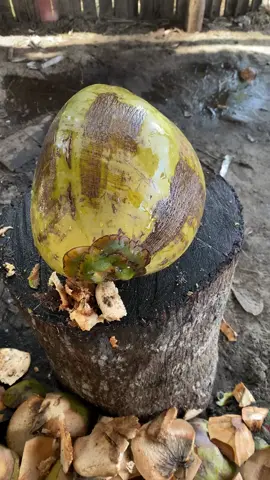 Coconut cutting #asmr #satisfying #fyp 