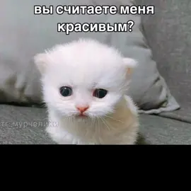 #хы #озвучка #мемы #мем #котик #мемыскотиками #котики #милыекотики 