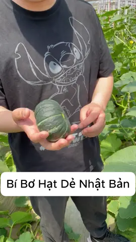 8 gói Bí Bơ Hait Dẻ tặng kèm phân bón