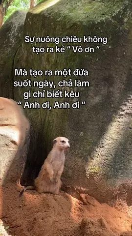 Cái gì cũng “ anh ơi hết” #GreenCreator #VinWonders #Vinpearl #viral #VinpearlGolf #TuhaoVietNam #WonderSummer #gzmnt38 #xh #viral 