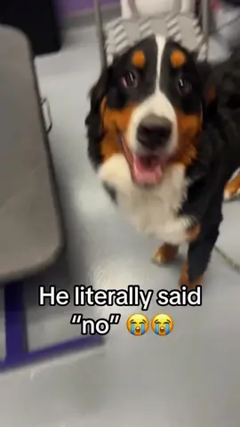 A dog in its rebellious stage🐶🐶#dog #dogsoftiktok #fypシ #fyp #foryou #funnyvideos #rebellious #pet #lovedogs #funnydog 