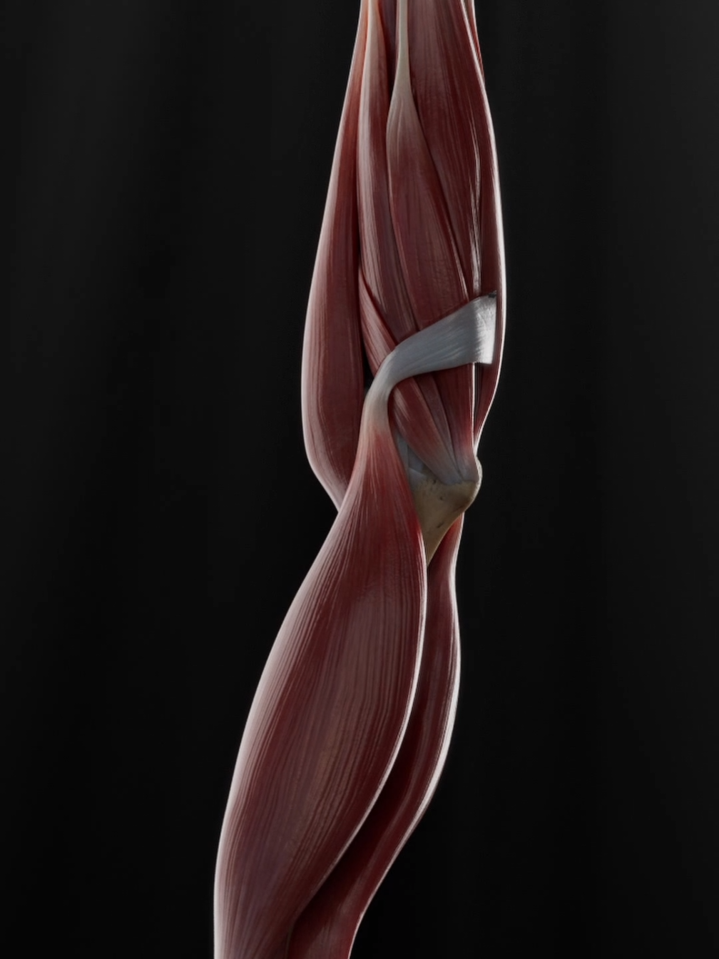 From deltoid to distal phalanx - every layer matters.  This full upper limb model reveals the complexity of the movement: flexors, extensors, intrinsic hand muscles - all mapped in high detail 3D.  Lit like art. Built for precision.  Study smarter. Learn deeper  #upperlimbanatomy #handmuscles #mededcontent #digitalanatomy #anatomystudytools #musclelayers #learnwithtiktok 