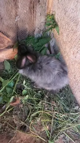 #myrabbituganda #mukono #giantrabbitsinuganda #rabbits #uganda #rabbitfarming 