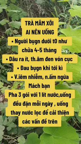 trà mâm xôi #xuhuong #lanam10vi #viralvideo #thinhhanh #xuhuong2025 #baithuocdangian #trending #xuhuongtiktok 