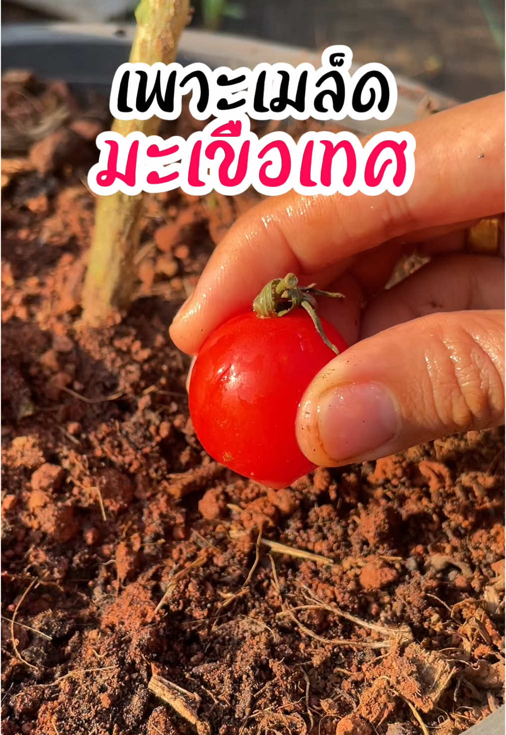 เพาะเมล็ดมะเขือเทศ 🍅 #เกษตร #มะเขือเทศ #ต้นกล้า #ผักสวนครัว #รู้ทันเกษตร
