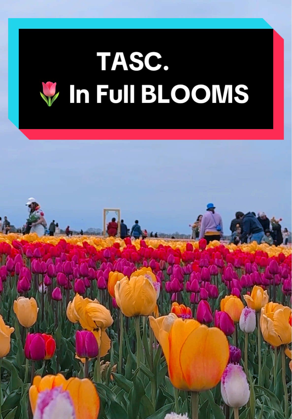 So Beautiful 🌷@TascGrowTogether 1173 Line 3 Rd, Niagara-On-the-Lake, On L0S 1J0 #tasctulipfarm #ontario  #ontariocanada #tascgrowtogether #springvibes #fyp #tulipfarmontario #explorecanada #hiddengems #traveltiktok #viraltiktokvideo #spring2025 #tulipfestival #creatorsearchinsights  #beautifuldestinations #niagaraonthelake #canada_life🇨🇦 #foryoupage #tulips 