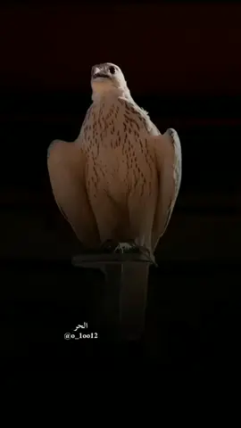 ‏#دويتو مع @الحر #أكسبلور_شعر_حكم_خواطر 