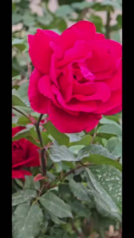 يسعد صباحكم🌹#ورده_الجزائريه #هي_الازهار_بتحيا_ابدا_من_غير_فصول #صباح_الورد_و_السعادة_لاجمل_قلوب🌹🦋 #اغاني_عراقيه #اغاني_مصريه🎵 #اغاني_لبنانيه 
