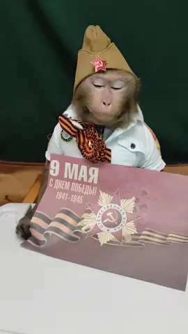 #юмор #животные #обезьяны #праздник #рек 