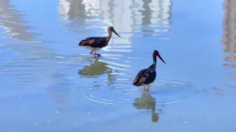 Look who’s back!😍 The rare black stork, 🍀a species under first-class state protection in China, is nesting on the cliffs of Muguagu Valley, just 5 km from Fugu County, #Shaanxi.💐 Their population has grown from 2 in 2021 to 18 in 2024, thanks to local river restoration efforts. Have you ever spotted one in the wild? 🙌#QinlingGuardians