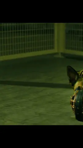 Veteran’s Journey to Redemption with a War Dog#movie 