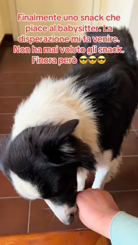 #calagoloritzè #bordercollie #caniegatti #integratoripercani 