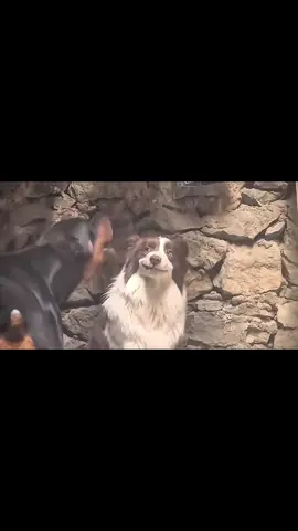 Just smile 😁 #dogs #daddyofdogs #fyp 