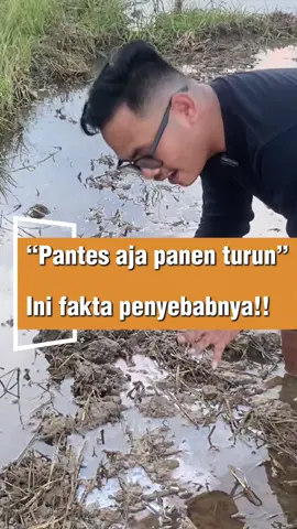 “Fakta penyebab panen padi menurun hasilnya! #petaniindonesia🇮🇩🇮🇩🇮🇩🌿🌿  #petanimilenial  #petanimuda  #petanipadi  #panen #pupuknaturagen 