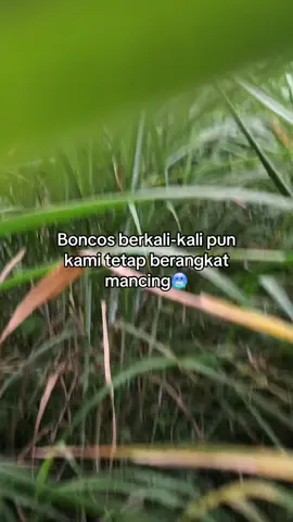 #fyp #fyppppppppppppppppppppppp #ikan #mancing #bengawansolo 