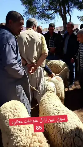 #شعب_الصيني_ماله_حل😂 #العلمة_شان_والهمة_____سطيسسوق #بجاية_البرج_عنابة_سكيكدة #🌶️🌶️🌶️shani #شريكة الواشي #سوق عين ازال سطيف 🌶️🌶️