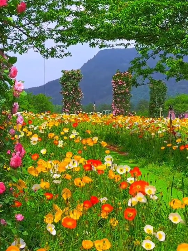 keindahan alam #alamyangindah #nature #pemandanganaesthetic #flowers #flowershower #pemandanganindah 