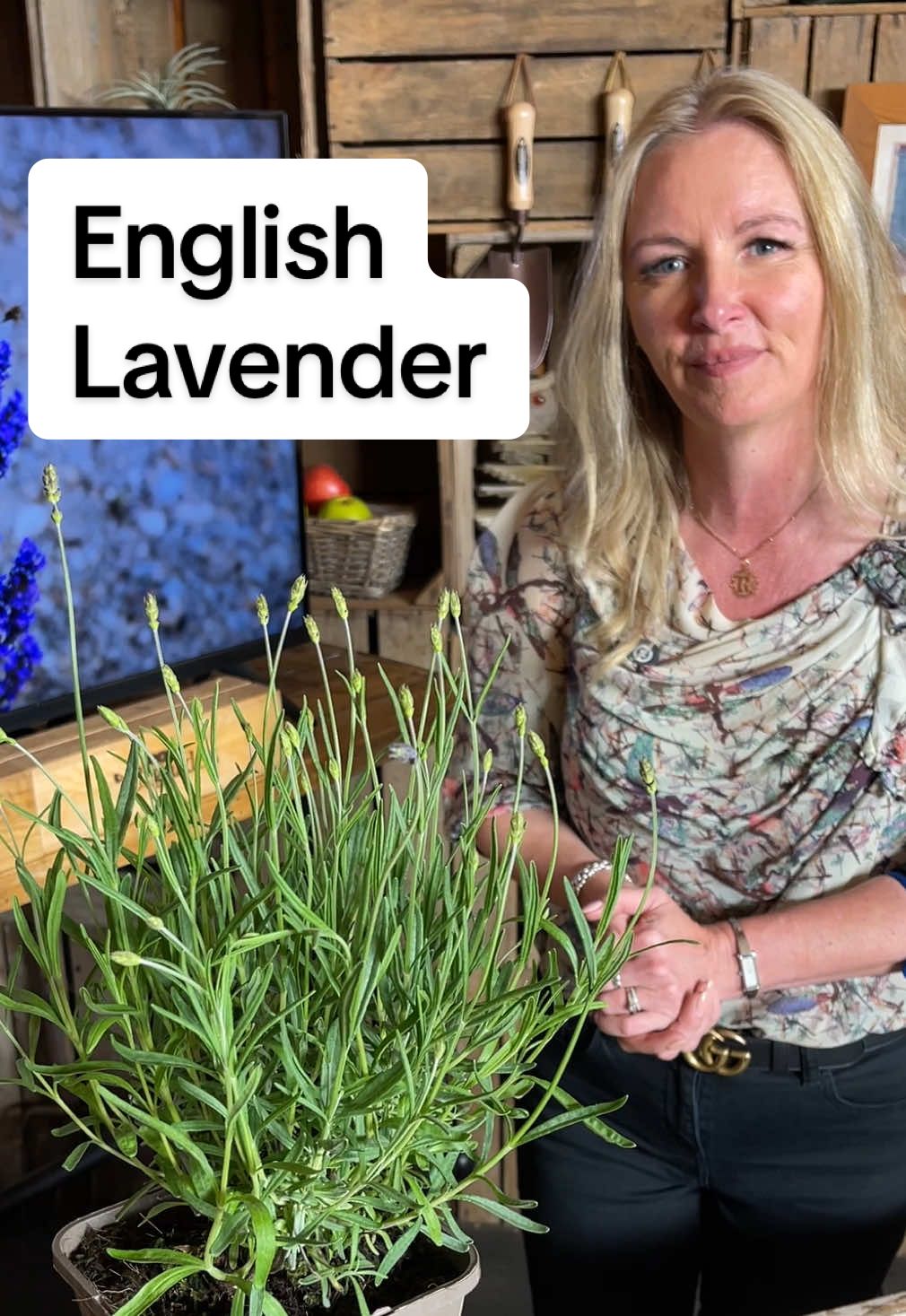 Lavender fragrance and beauty on this easy to keep cottage garden favourite. #lavender #beauty #cottagegarden #fragrantplants #gardening101 #gardentok #garden #gardening #tiktokmademeplantit #lavendergin #border #englishcountrygarden #purple #purpleplants @BexEdwards - Gardening #yougarden 