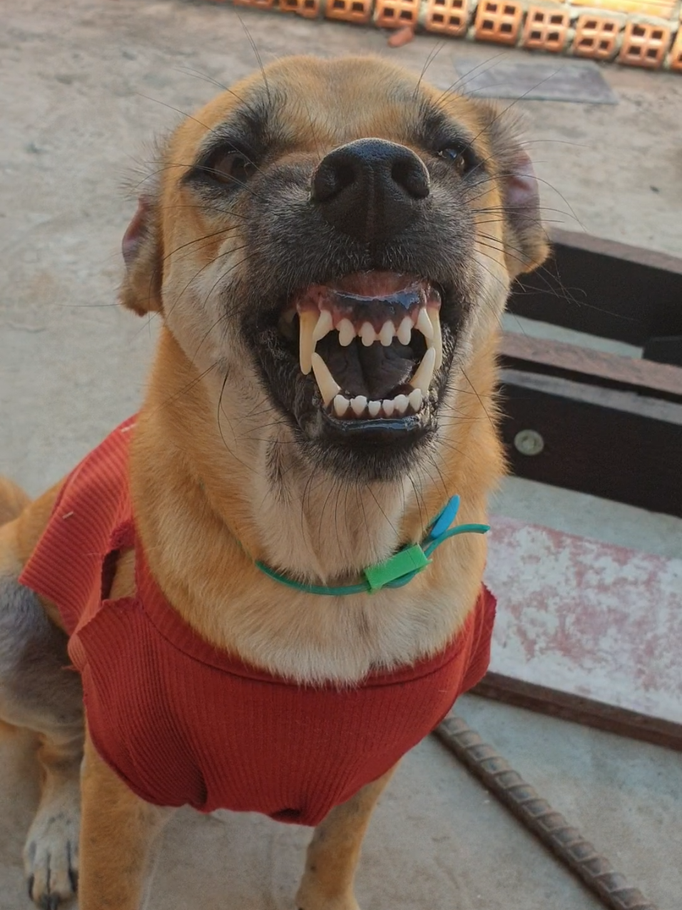 Phần 540: Em đi chơi vui nhé#trending #dog #xuhuong #petcung 