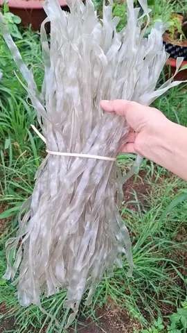 1kg miến dong thái tay sợi to  chỉ có 84k một bó to lắm nha .#miendong #miendongsoito #miendongthaitaydienbien #fyp #tiktokfood 