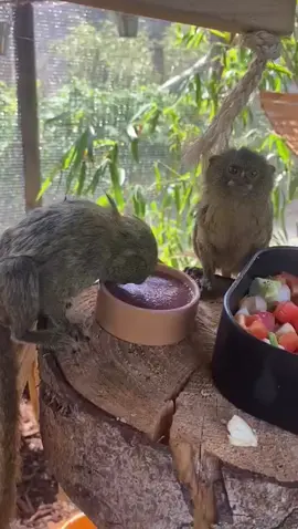 ☀️🐒 Even the tiniest members of our animal family are enjoying the sunshine! Our pygmy marmosets – the world’s smallest primates from South America, were treated to refreshing ice cakes to help them cool down in the warm weather. Just another day of hands-on animal care learning at Shuttleworth College 🌲