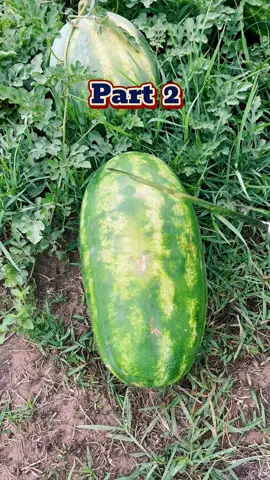 At my cousin's engagement dinner, she laughed, 