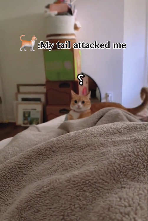 Cat:my tail attacked me 🙀🙀#funnycat #pet #fyp #funnyvideos #catsoftiktok #cute #kitten #cat #funny #catlover #funnyvideo 