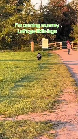 I’m coming mummy 💚#bernesemountaindog #bernesemountaindogsoftiktok #nofilter #tiktokviral #trendingvideo #trendin #Running #dogmom #dogsoftiktok #treanding #me #MentalHealth 