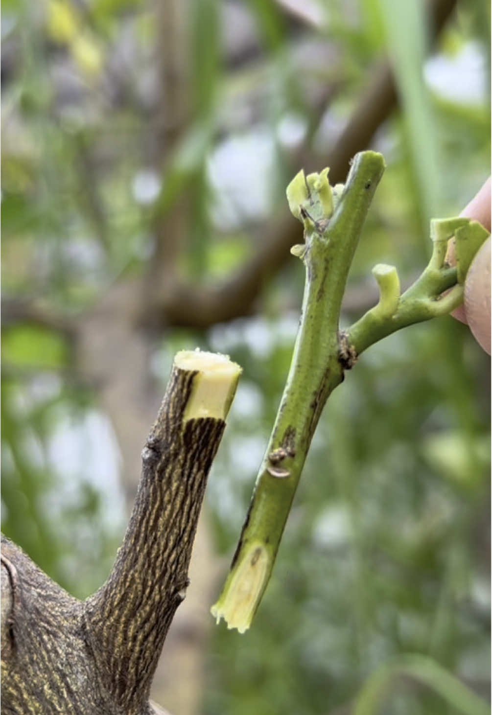 Best grafting techniques for lemon tree grafting technique. #garden #grafting #tiktok #vairal #เทรนวันนี้ #lemon 
